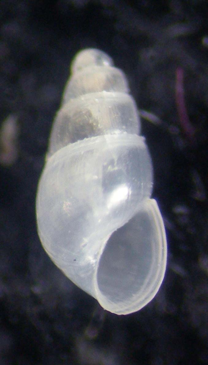 odostomia 2